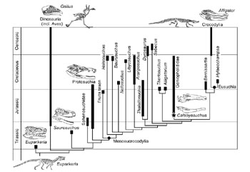 Phylogeny