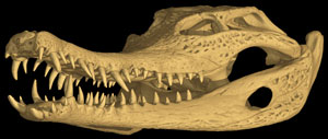 Crocodylus cataphractus