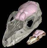 Origin of the Mammalian Brain