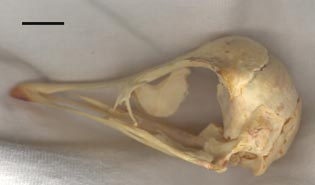 Struthio skull - lateral view
