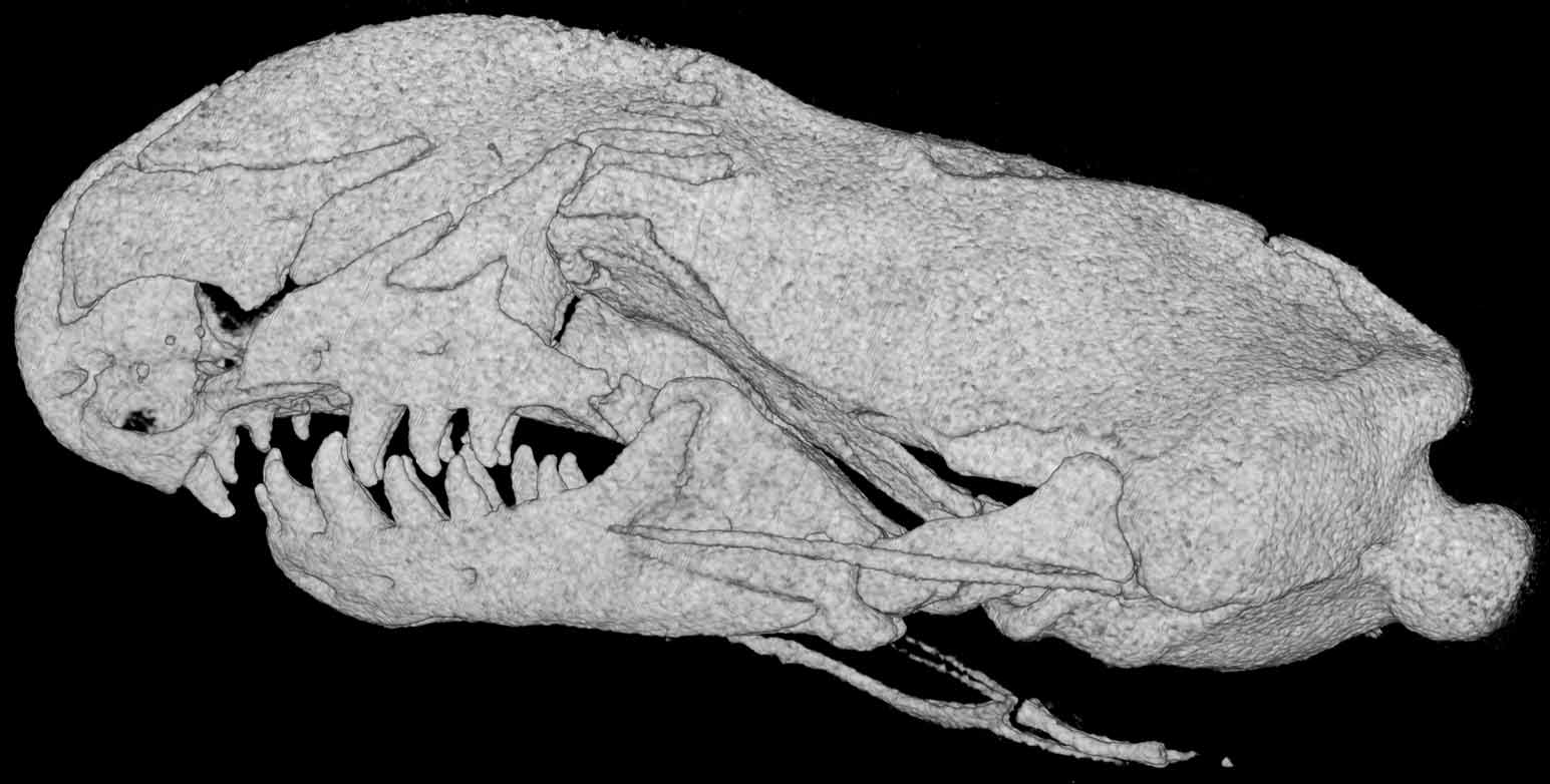 Digimorph - Anops kingii (keel-headed worm lizard)